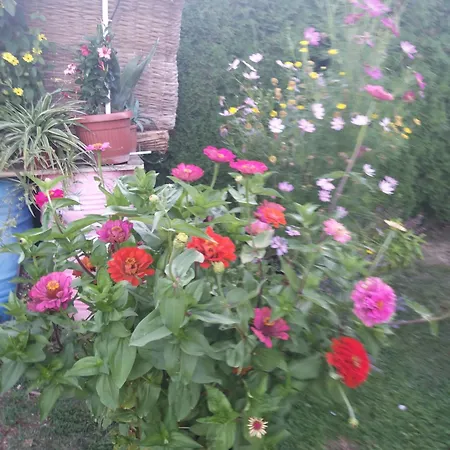 Privatni Smestaj Tesevic